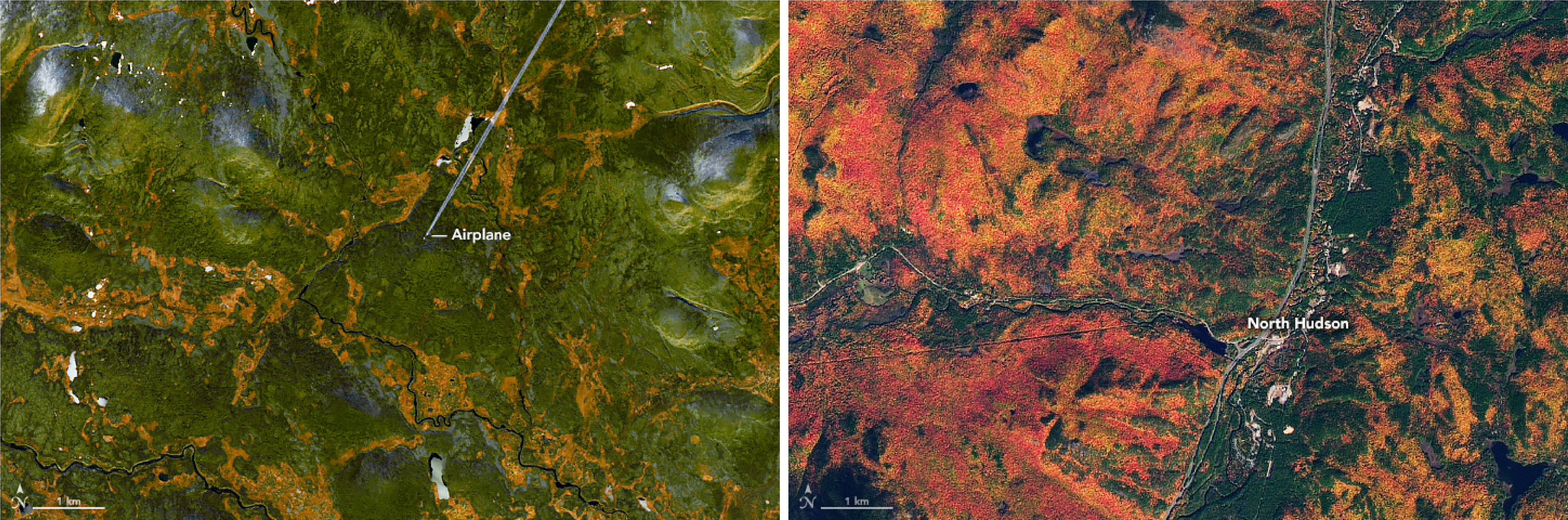 Two Landsat images showing foliage.