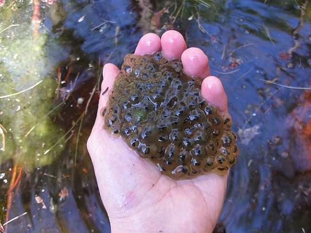 Wood frog egg mass