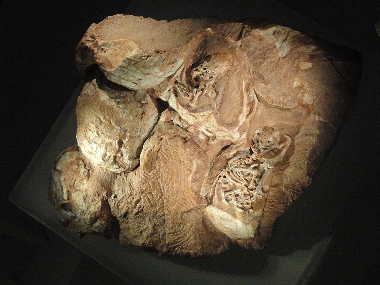 Egg fossil