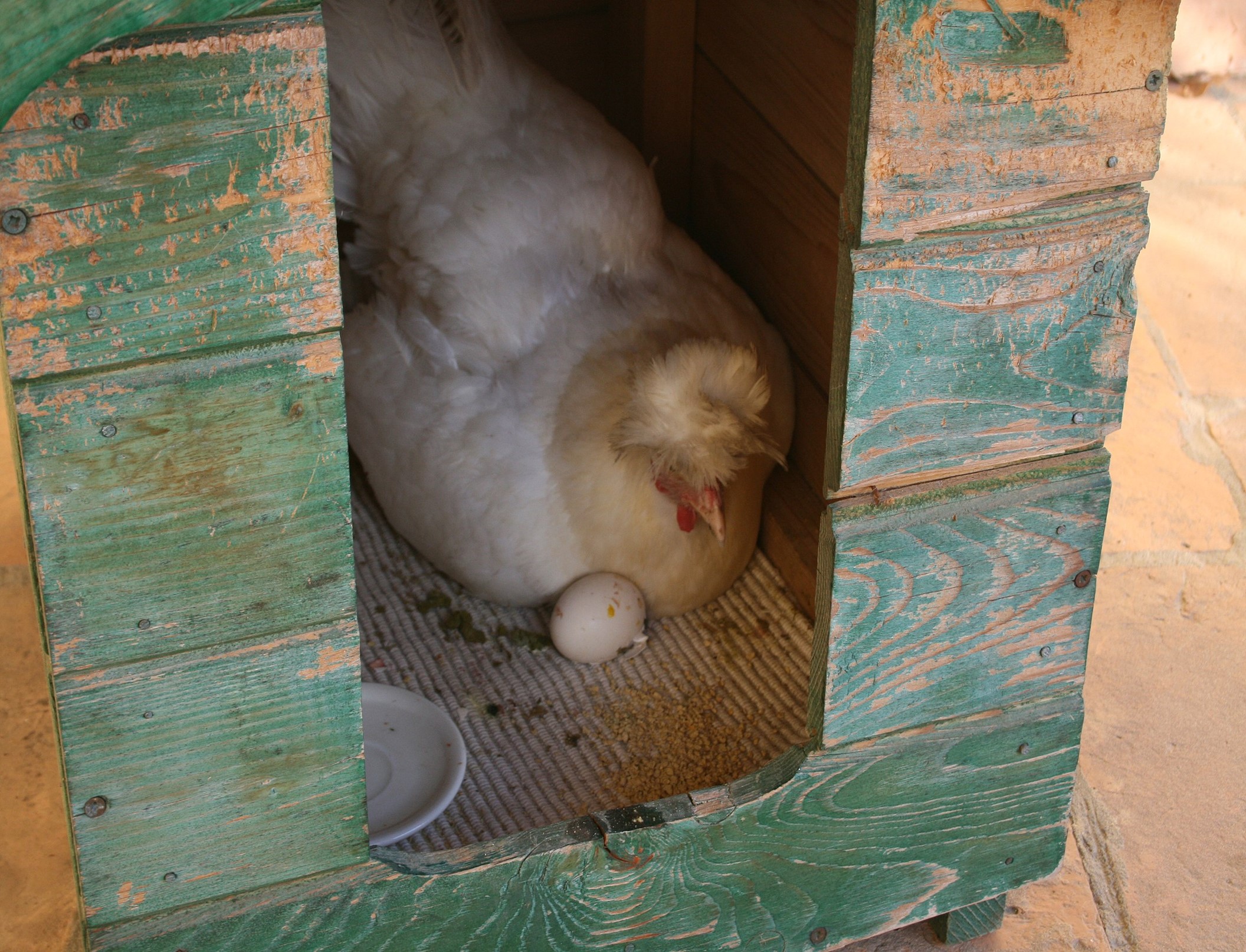 Chicken mama watching her egg hatch