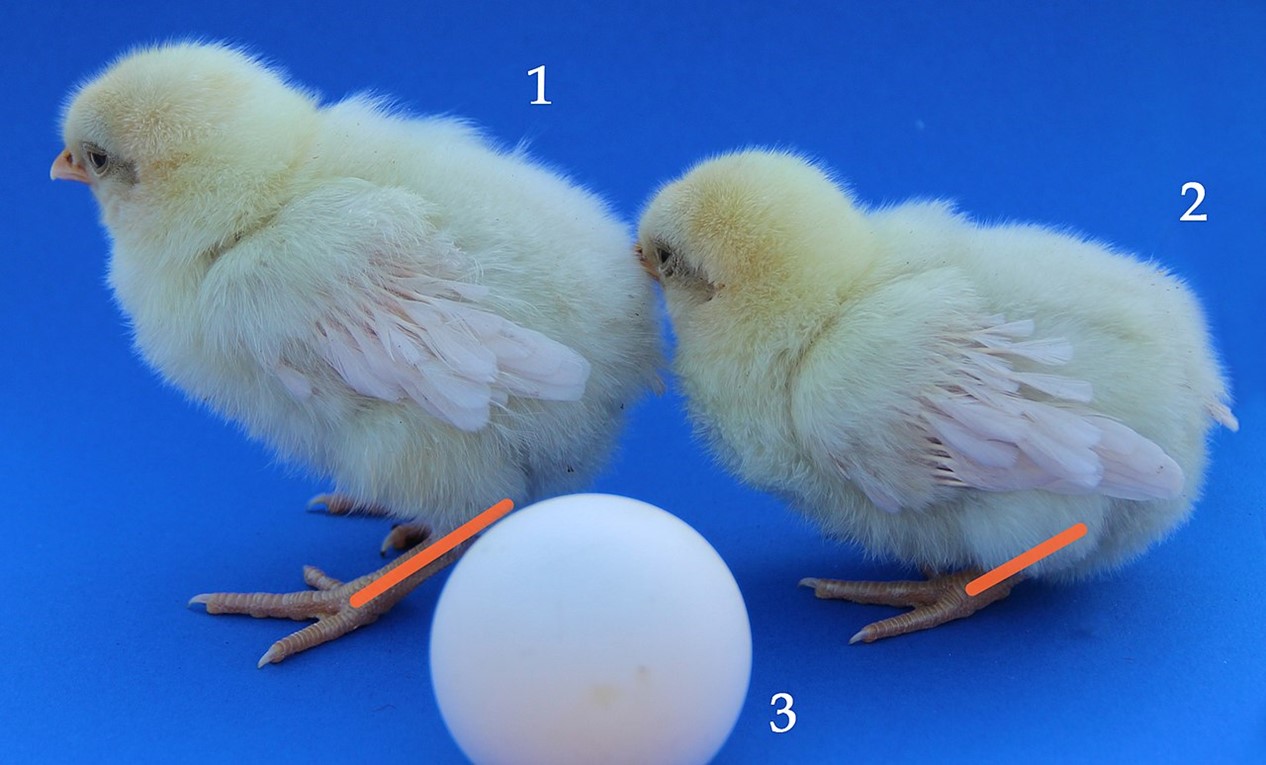 Two chicks and an egg