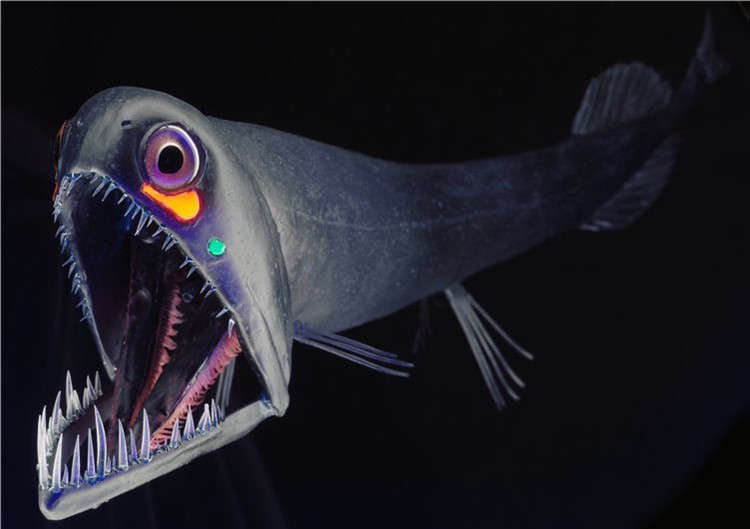 A deep-sea fish