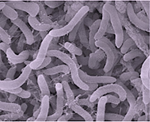 The most common bacterium in the ocean