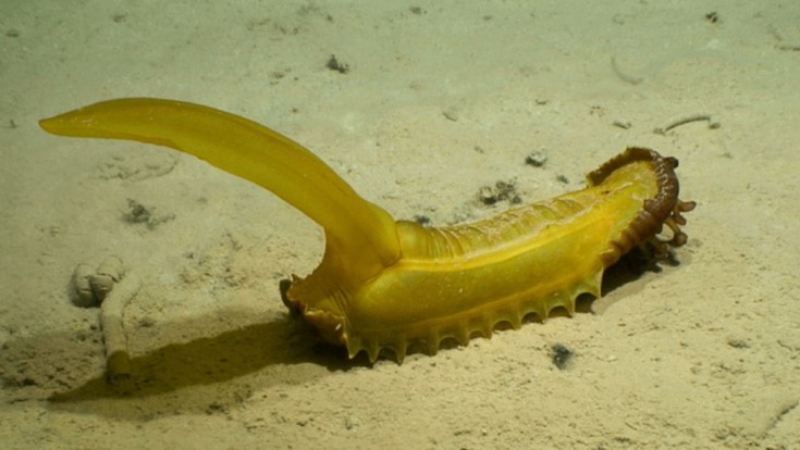 A new species of sea cucumber