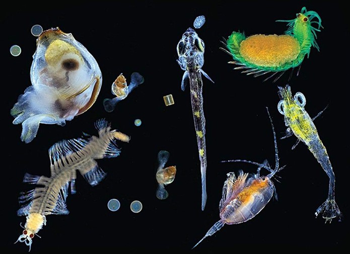 A diverse assemblage of unicellular and multicellular oceanic organisms