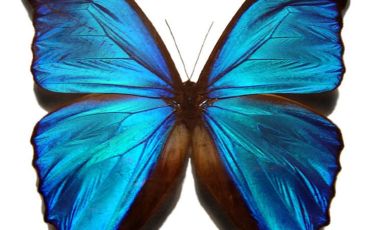 The blue morpho butterfly