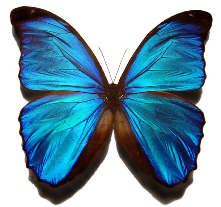 The blue morpho butterfly