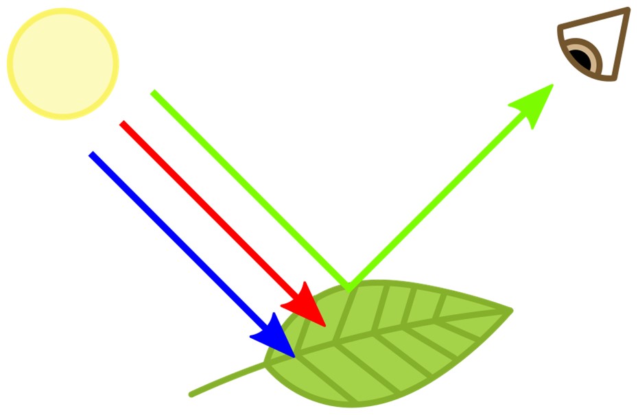 Chlorophyll absorbs red and blue while transmitting green light.