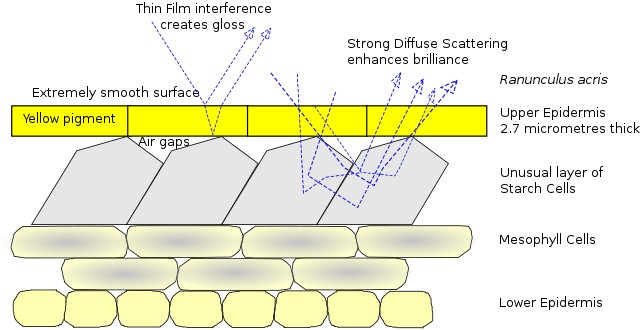 Diagram showing flower structural coloration