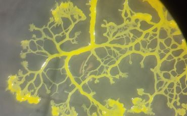 A single-celled slime mold