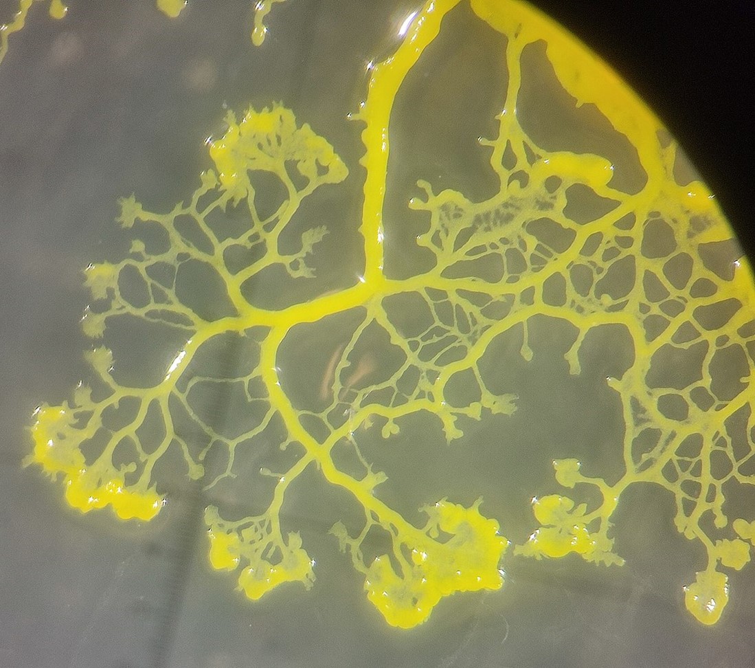A single-celled slime mold
