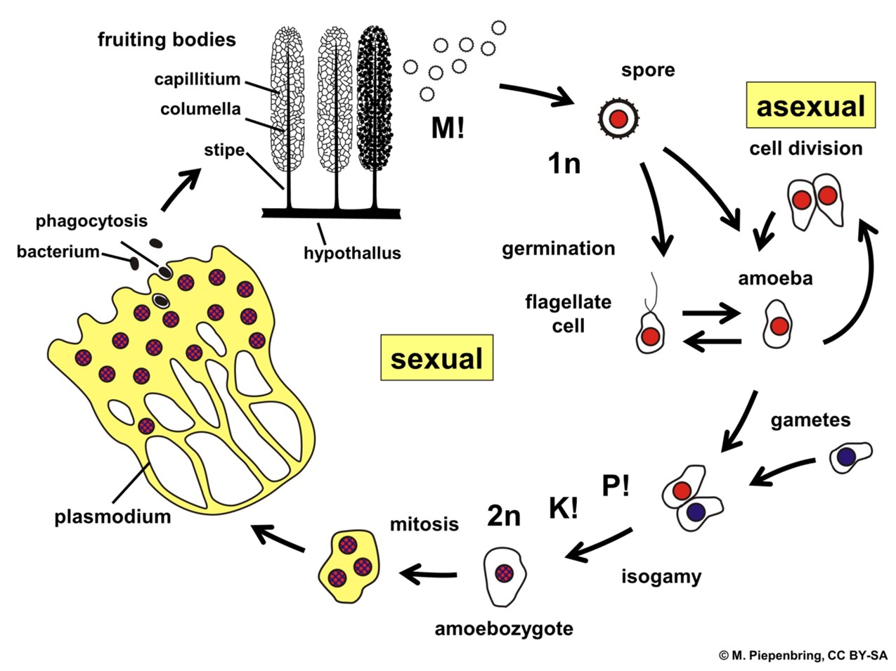 Mold life cycle