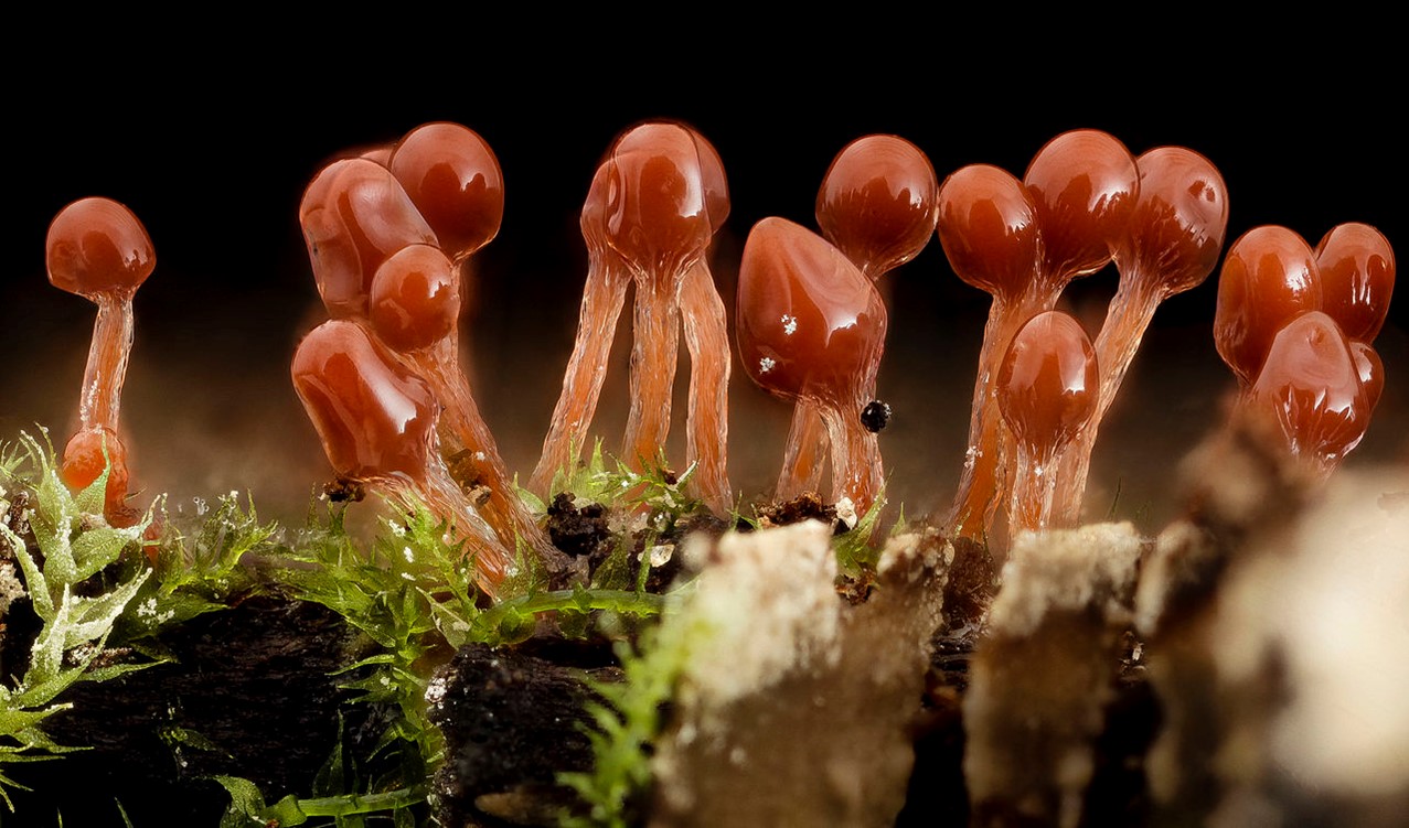 Glossy-capped sporangia