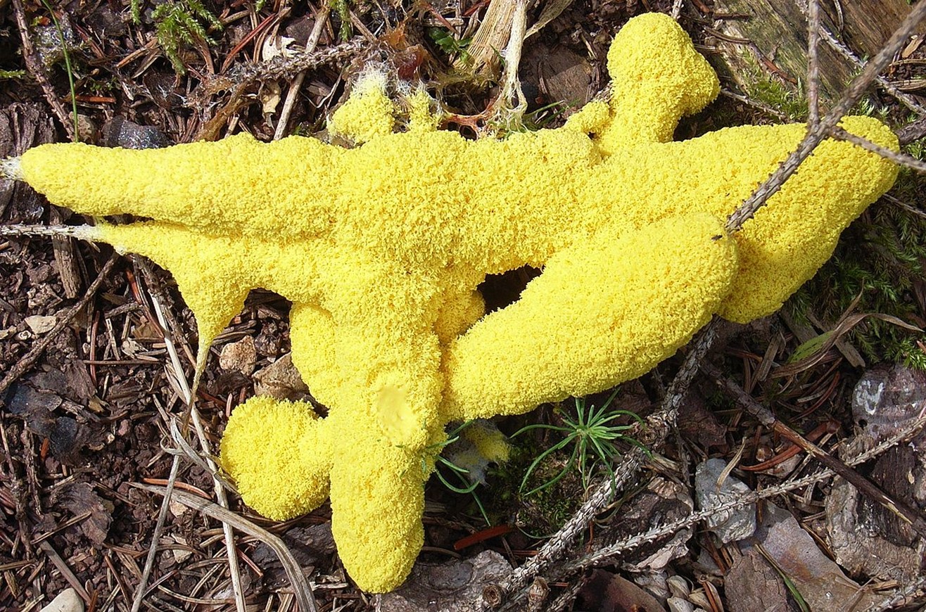 Dog vomit slime mold