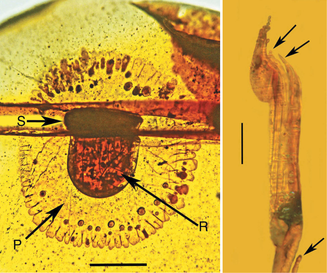 Fossils of slime mold