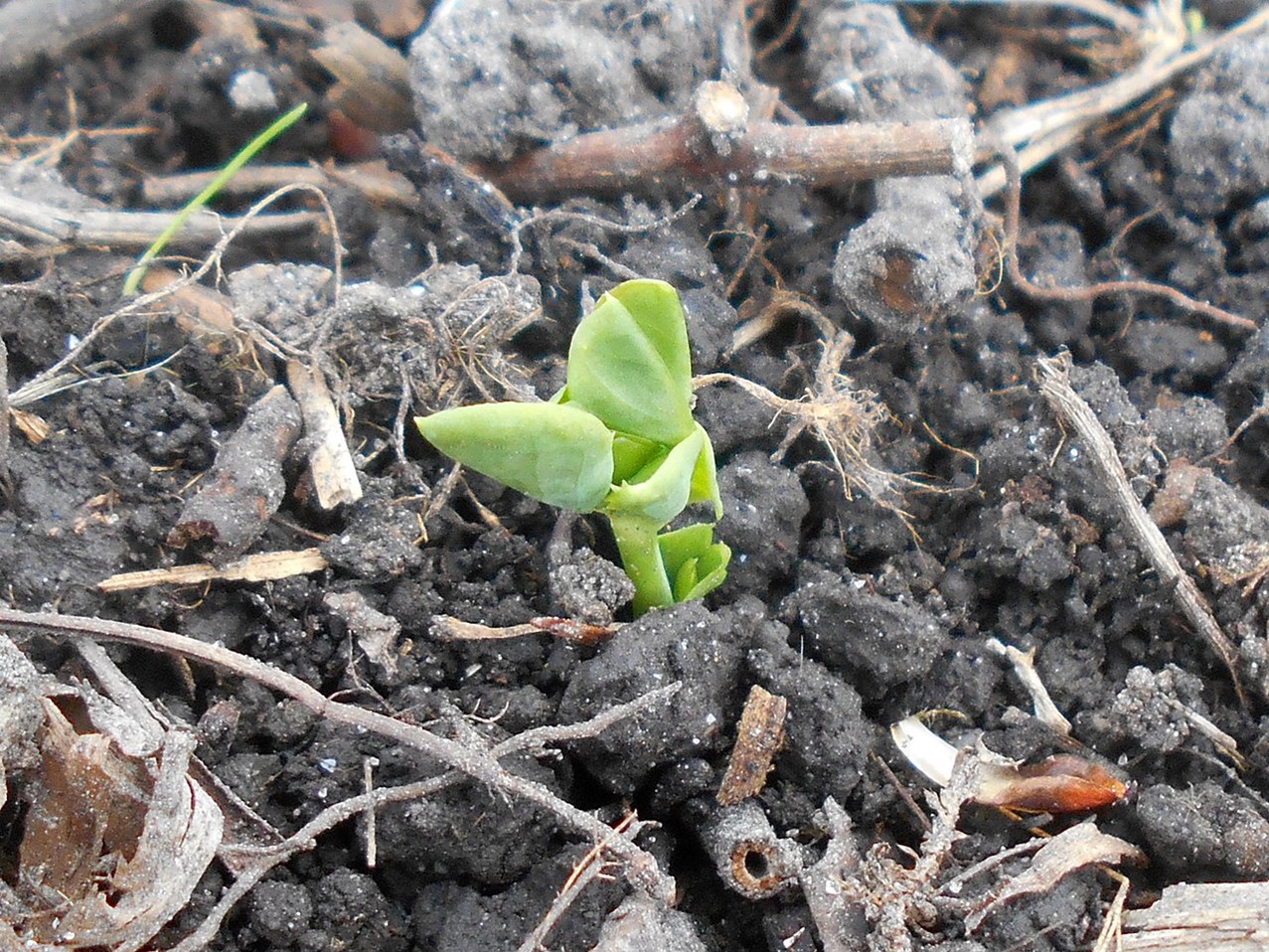 Common pea seedling