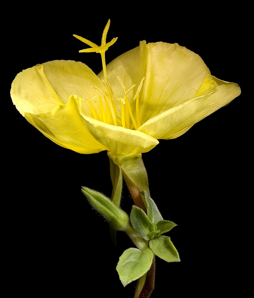 Beach evening primrose