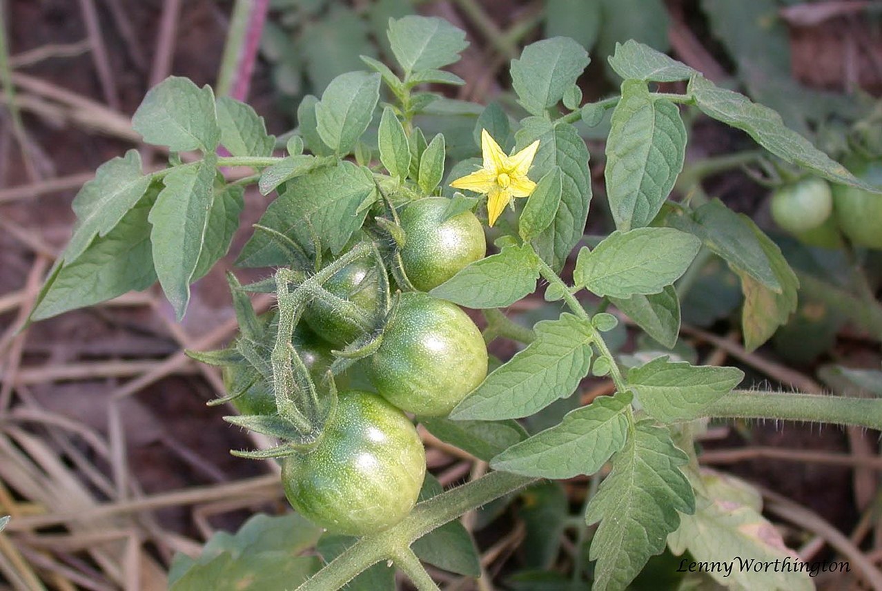 Tomato plant