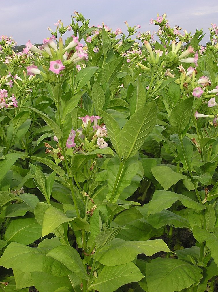 Tobacco plant