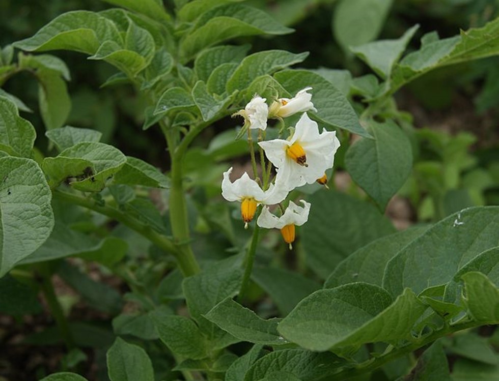 Potato plant