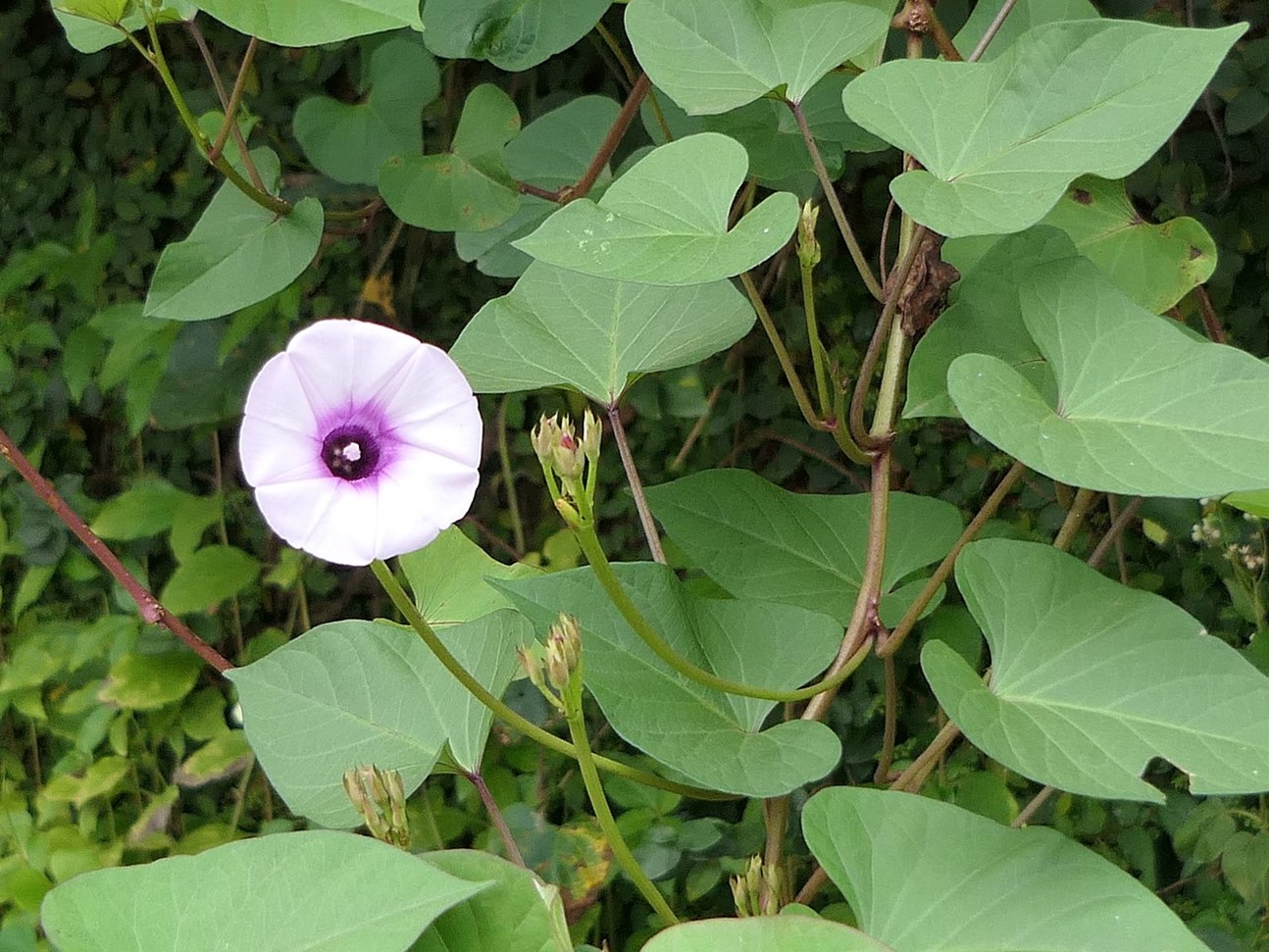 Sweet potato plant