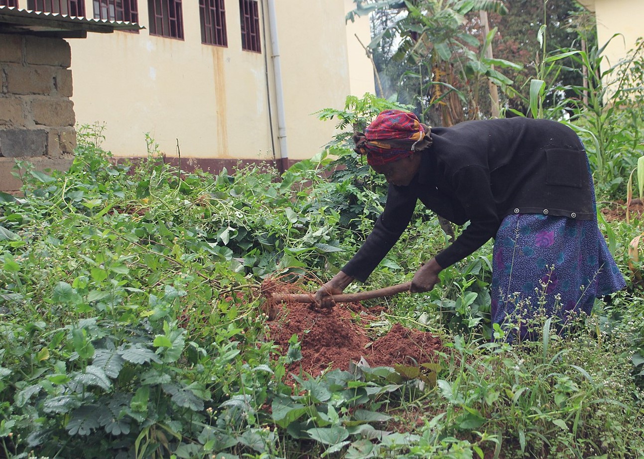 Woman harvesting yams