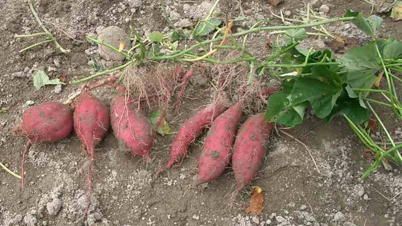 Sweet potato plants
