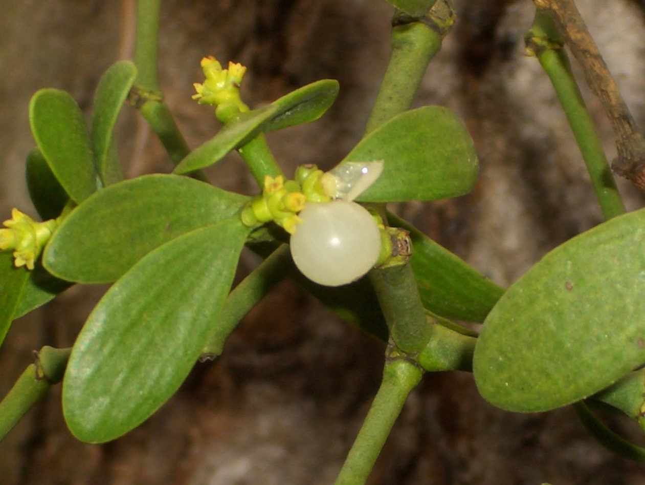 Fir mistletoe