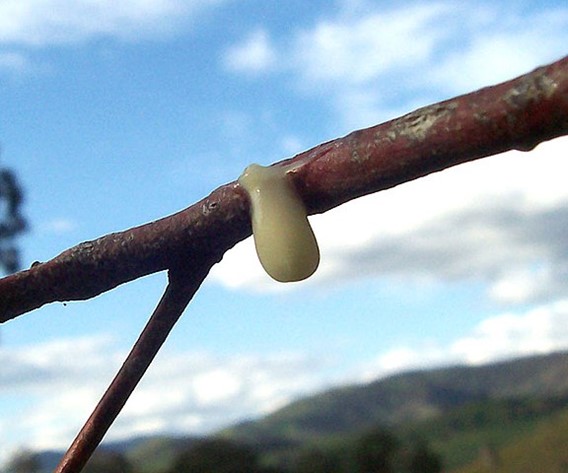 Mistletoe seed attached to a branch