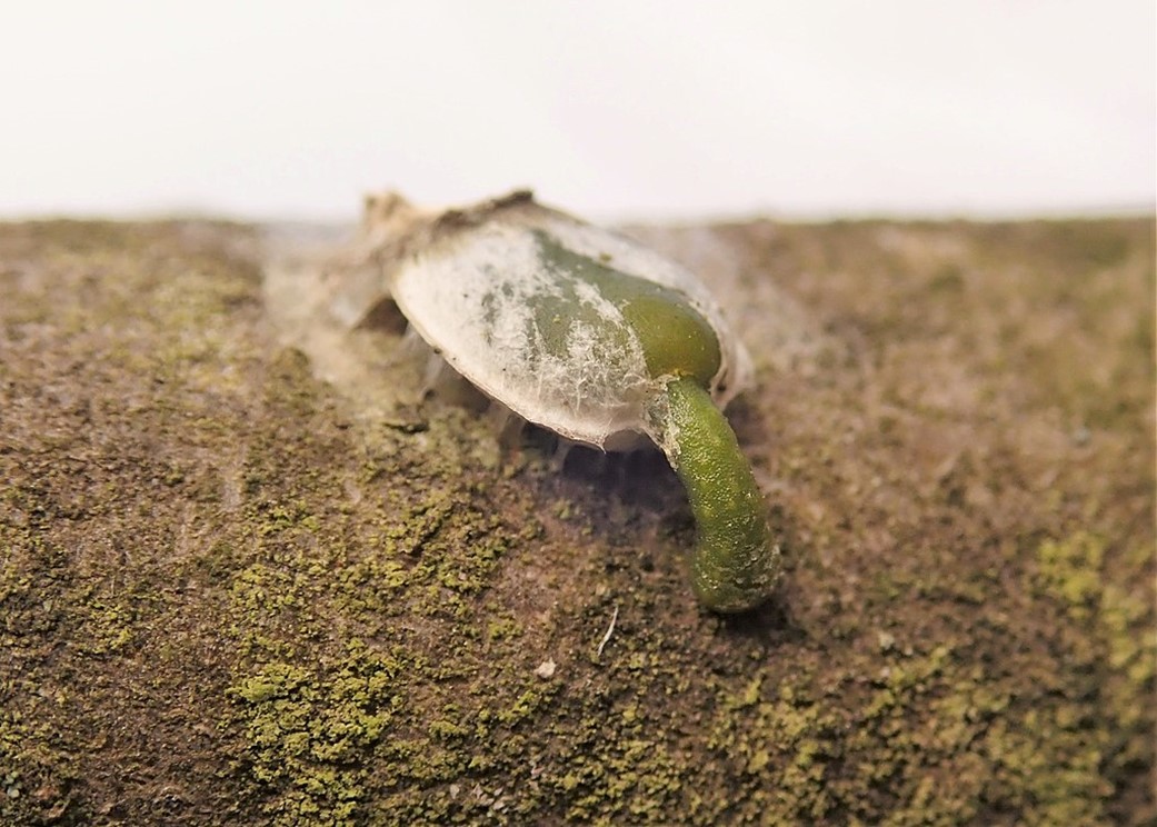 Mistletoe seed attaching itself to a branch