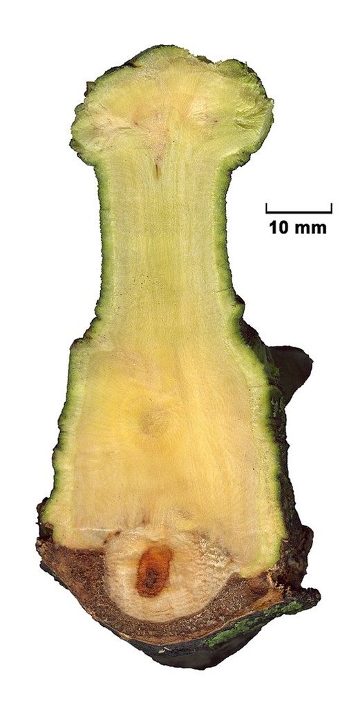 Cross section of European Mistletoe