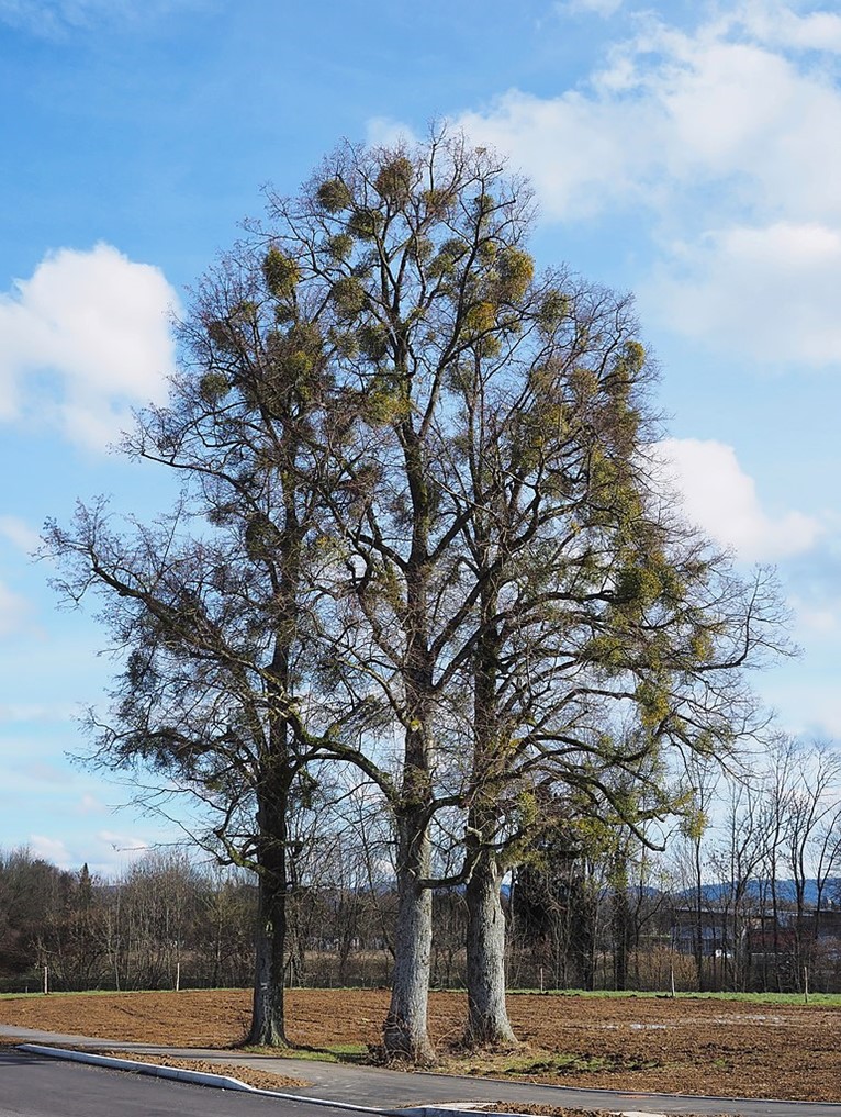 A group of trees heavily infested with mistletoe