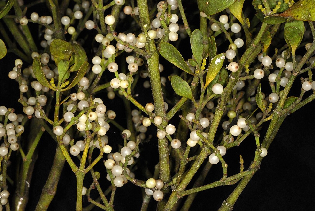 Mistletoe native to North America