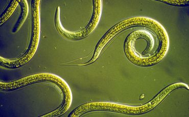 Nematodes