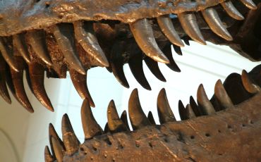 Tyrannosaur skeleton jaws