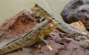 Atlantic mudskippers