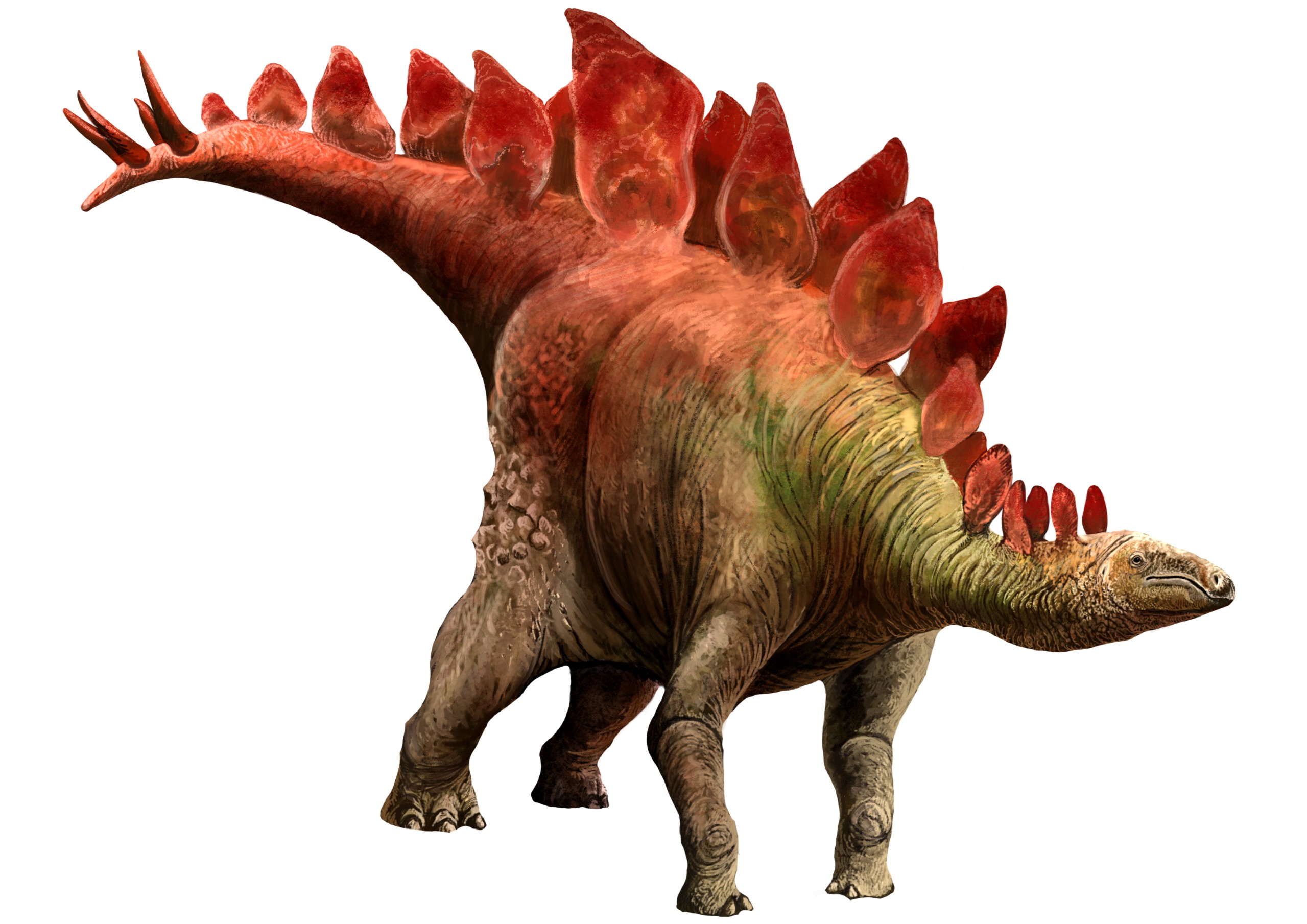 Stegosaurus stenops