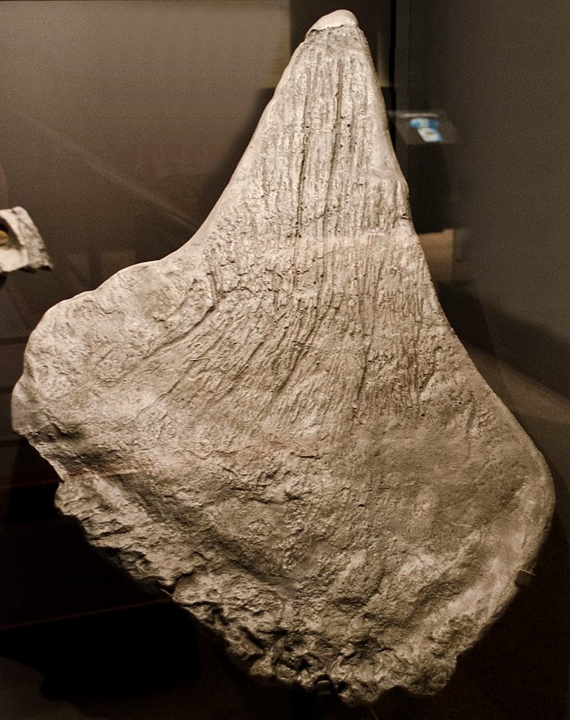 Fossil dorsal plate from a stegosaurus