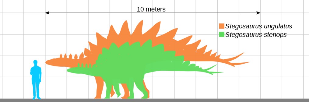 Scale diagram comparing a human to two of the largest Stegosaurus species