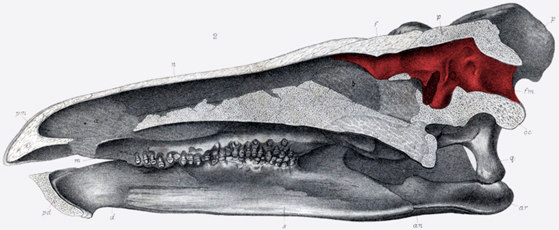 The brain cavity of this huge S. stenops is about the size of a walnut, marked with red in this image