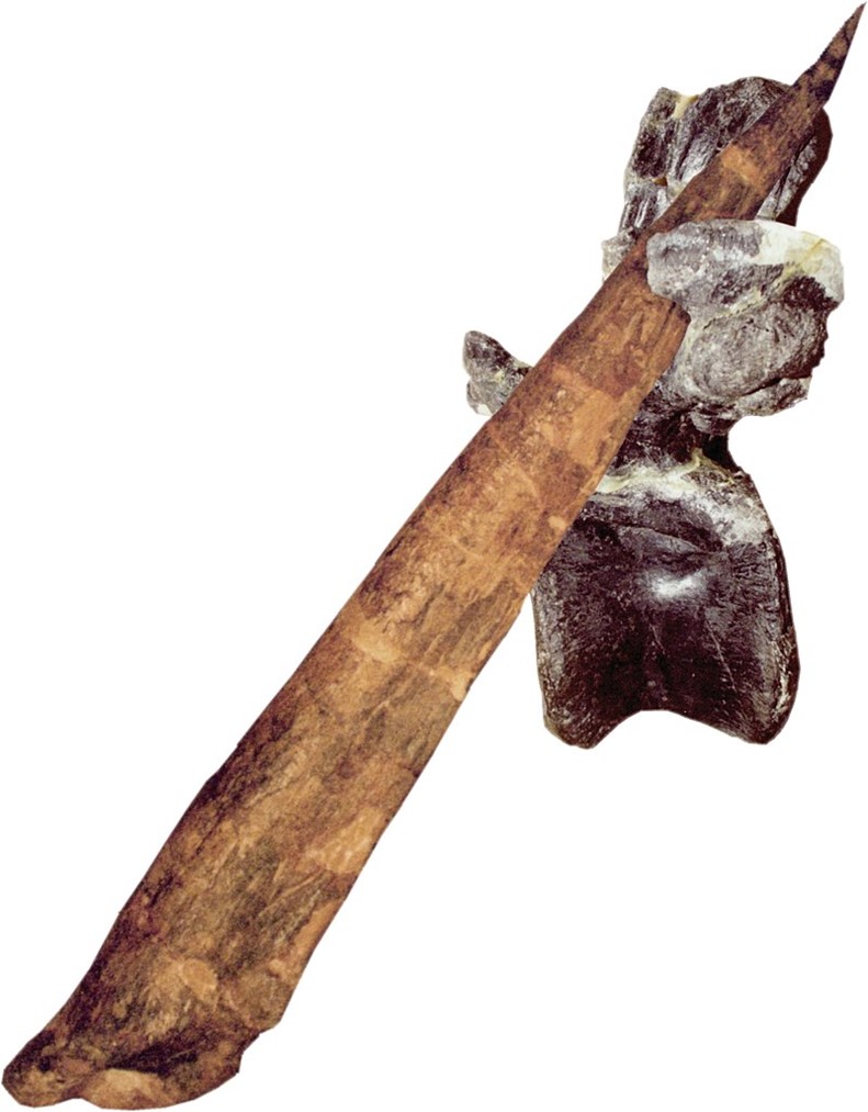 An Allosaurus tail vertebra punctured by a Stegosaurus thagomizer