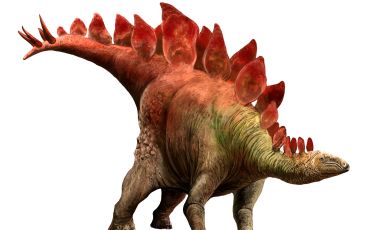 Stegosaurus stenops