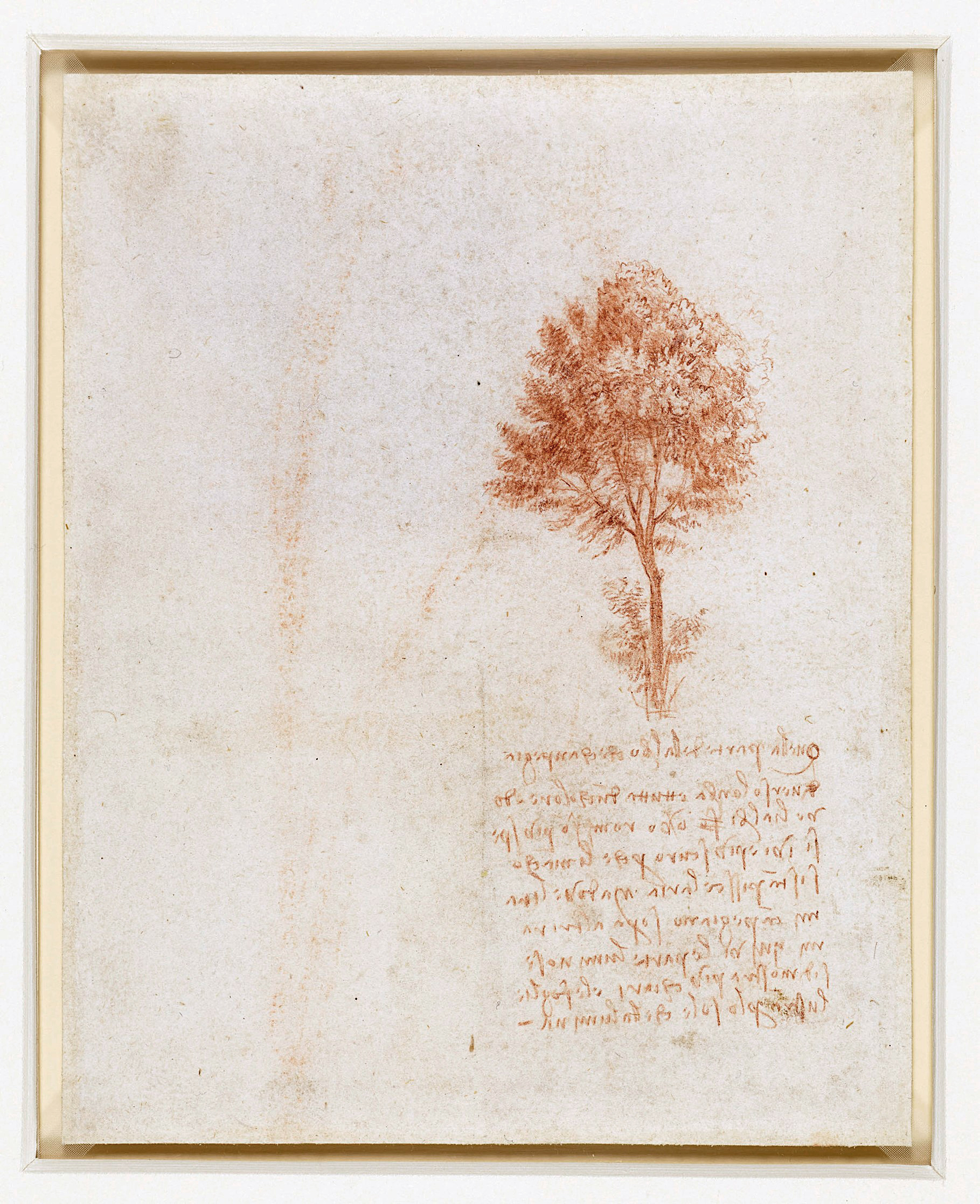 Verso A tree, circa 1500, drawn by Leonardo da Vinci