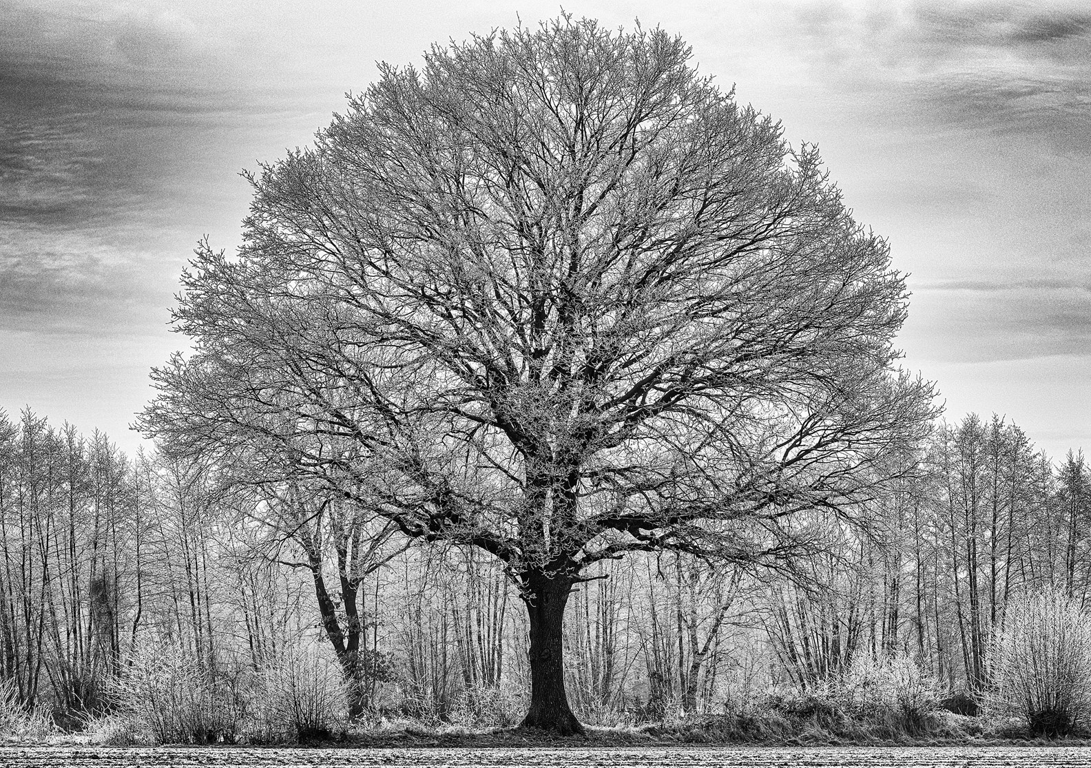 Photograph of a beautiful tree in Germany.