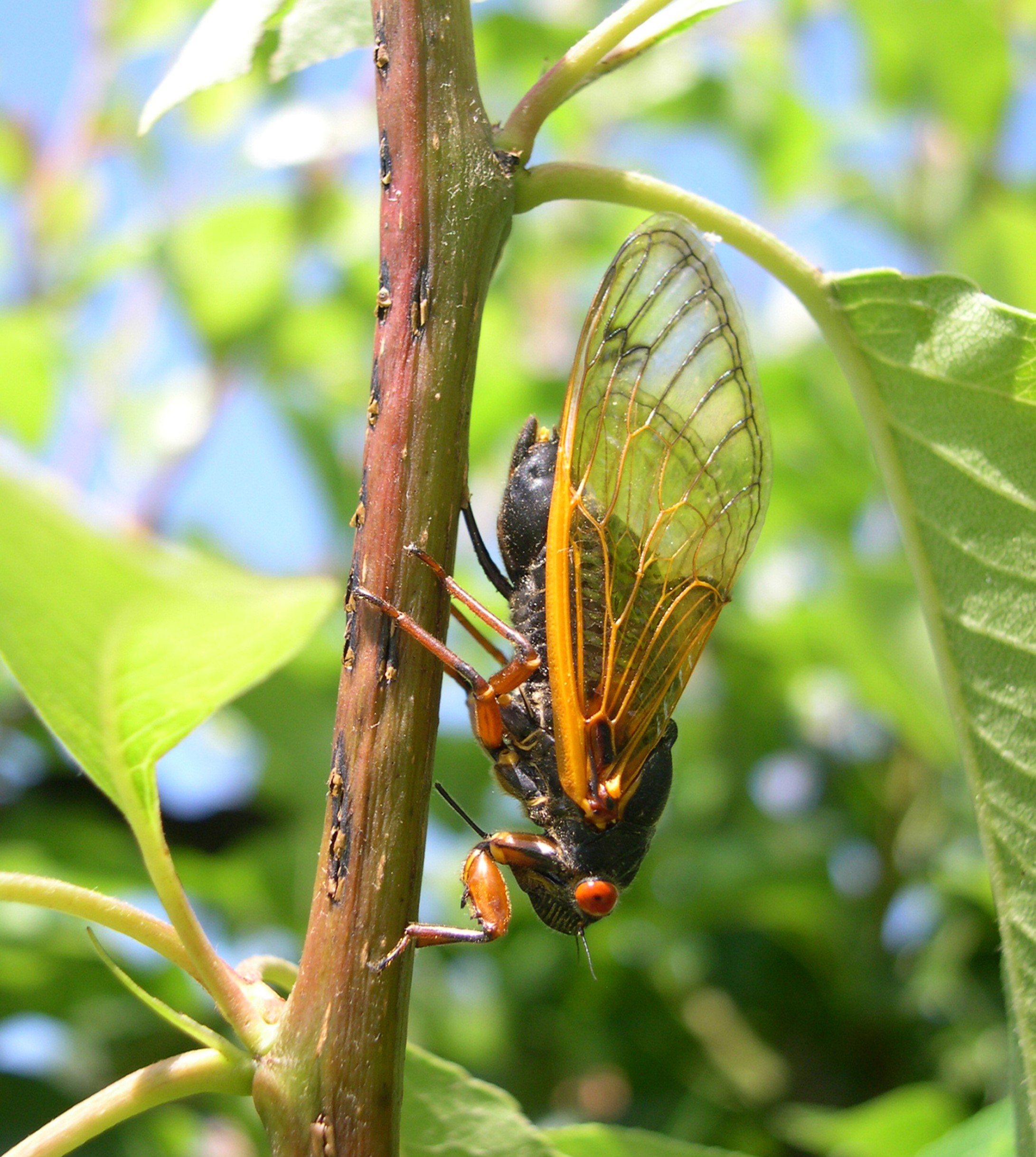 A 17-year-old Magicicada cassini female laying eggs in nests on a twig