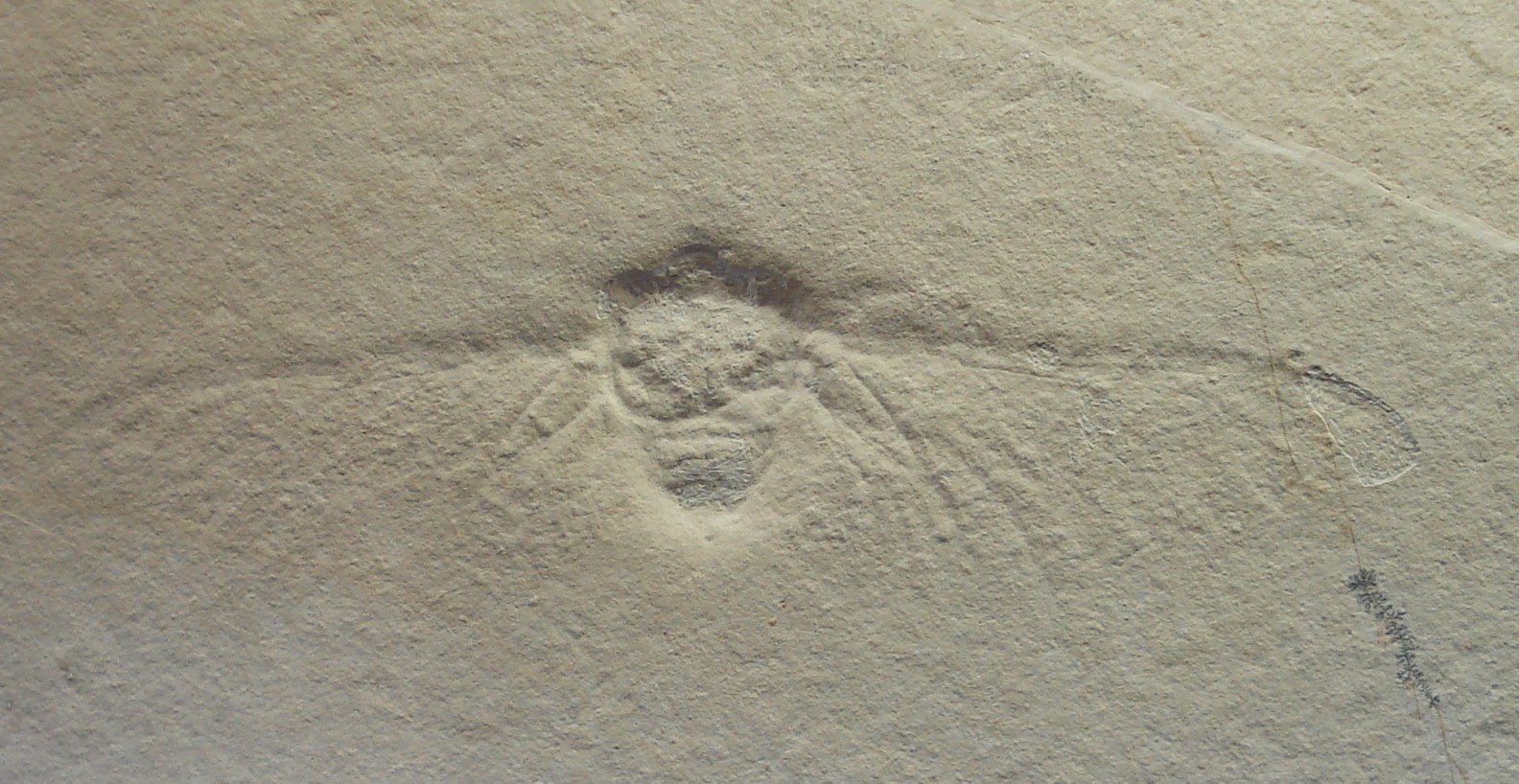 Cicada fossil