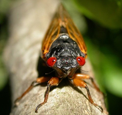 a 17-year periodical cicada