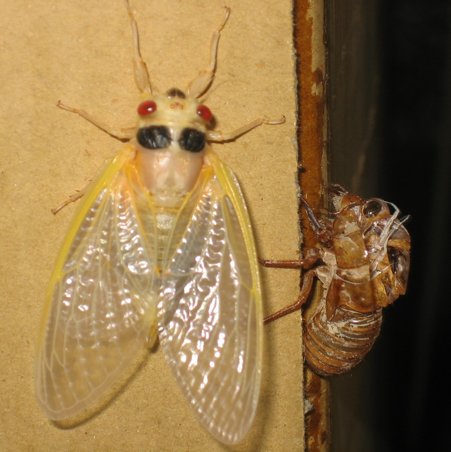 A Magicicada that just molted and is waiting to dry and darken in color