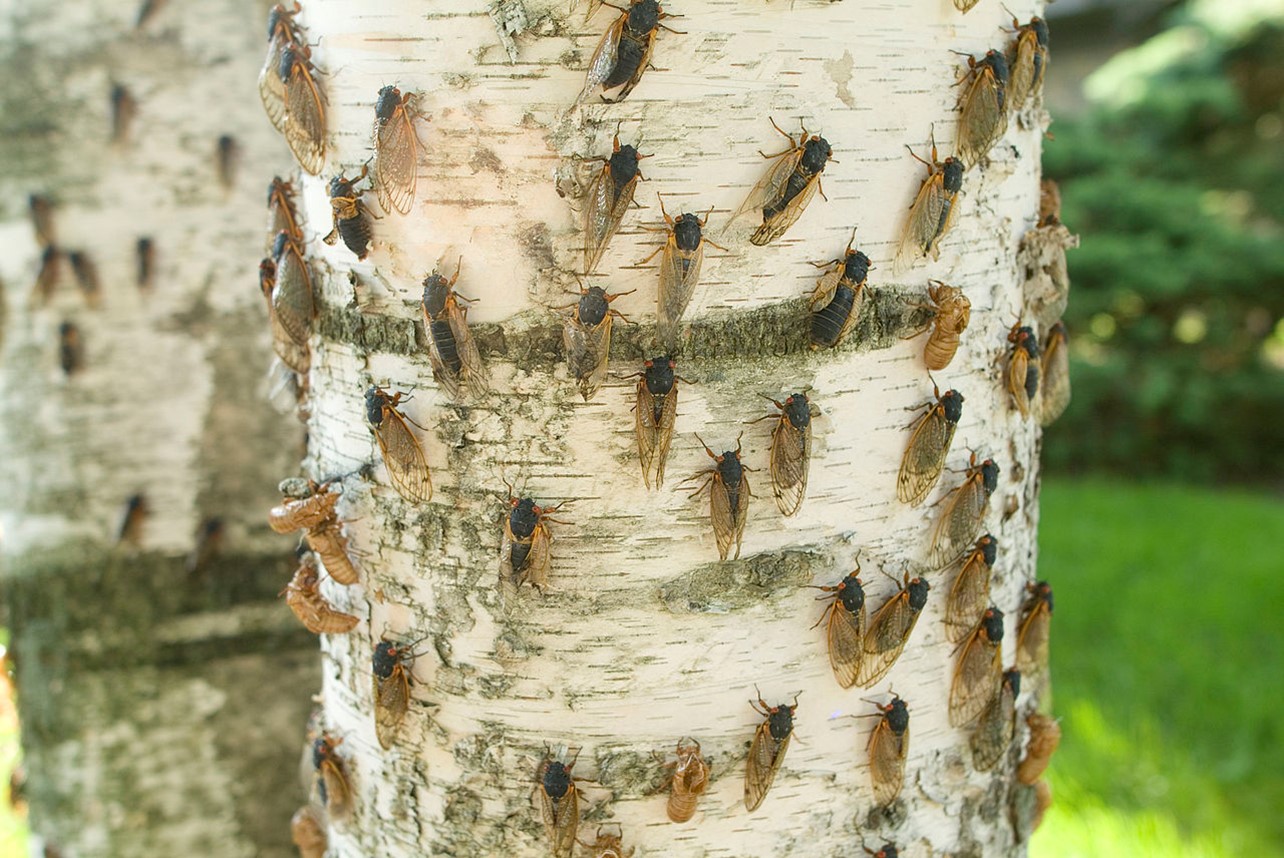 Cicadas that have emerged from their nymph stage in Illinois