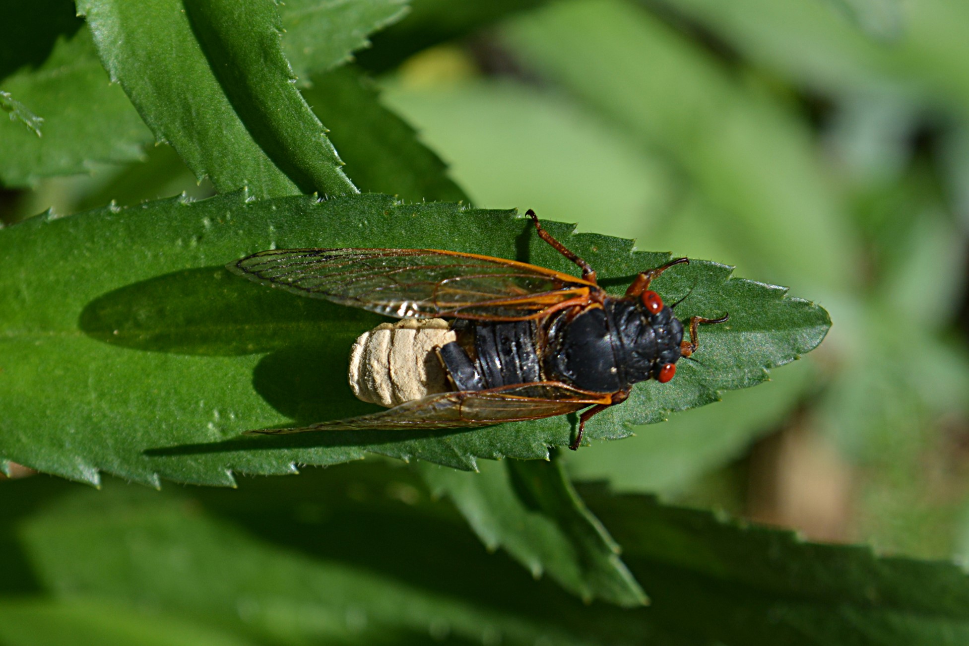 A live periodical cicada sitting on a leaf
